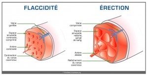 érection, anatomie, physiologie, impuissance
