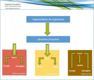diabète, insuline, effets de l'insuline, cellules musculaires, cellules adipeuses, cellules du foie, sucre, glycémie