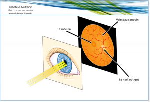 Fond d'oeil, rétine, macula, nerf optique, vaisseau sanguin, oeil