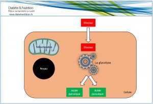 glycolyse, glucides, métabolisme