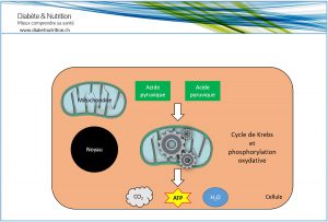Cycle de Krebs, phosphorylation oxydative, métabolisme, glucides.