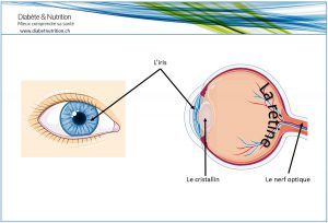 oeil, anatomie, iris, cristallin, nerf optique, rétine