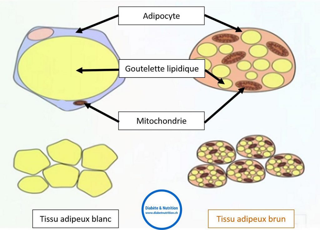 diabète, adipocyte, goutelette lipidique, mitochondrie, tissu adipeux blanc, tissu adipeux brun